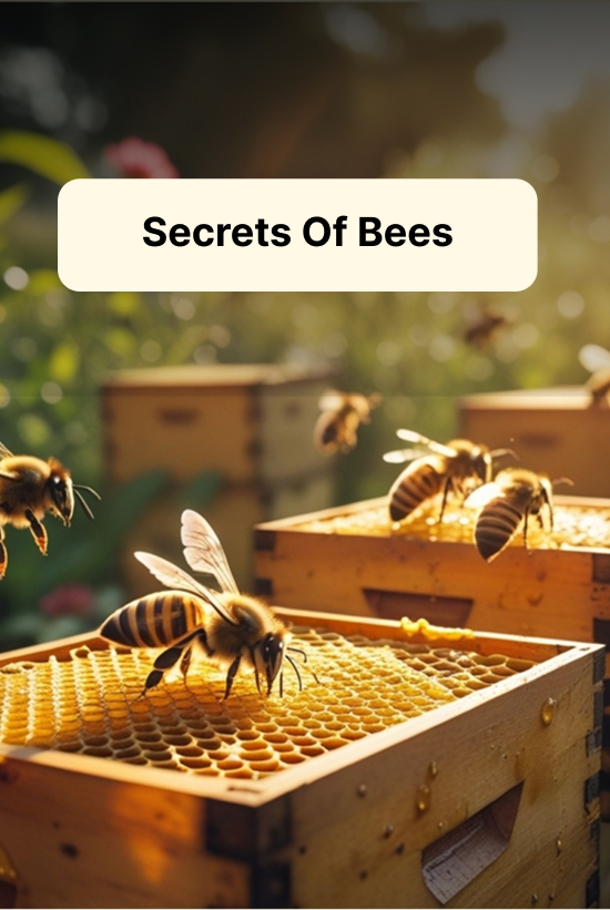 Secrets of Bees